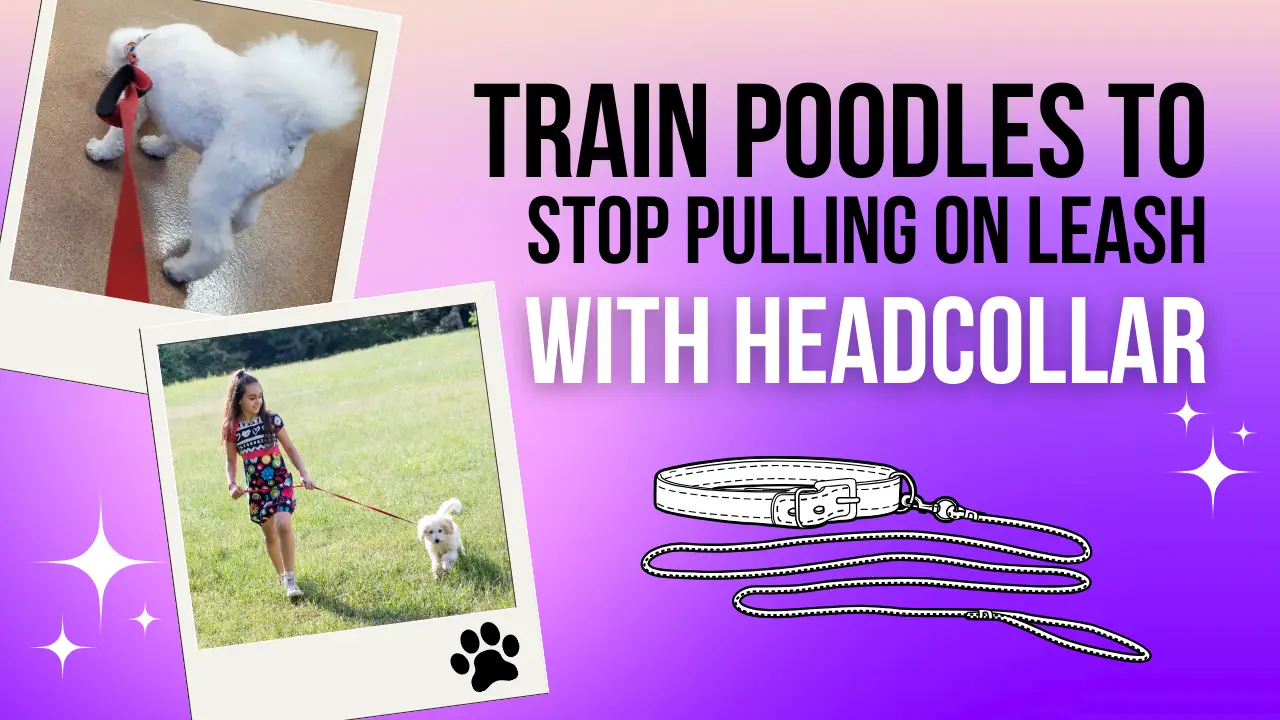 Train Your Poodle To Stop Pulling On The Leash